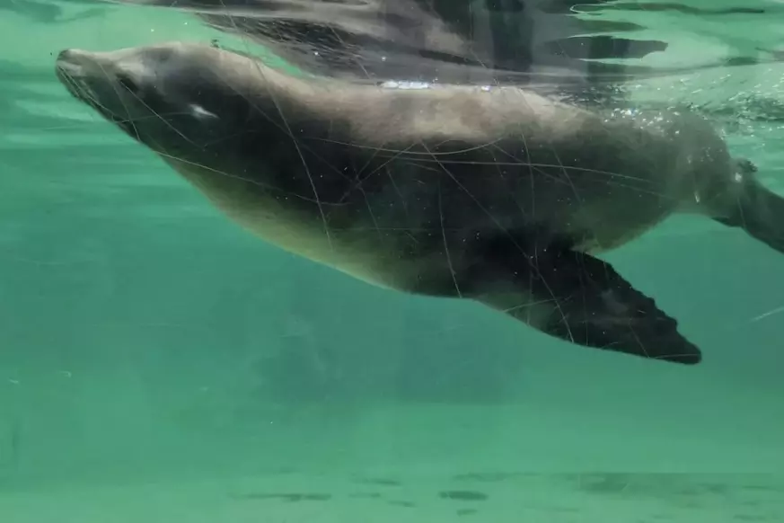 Visiting the Welsh Mountain Zoo