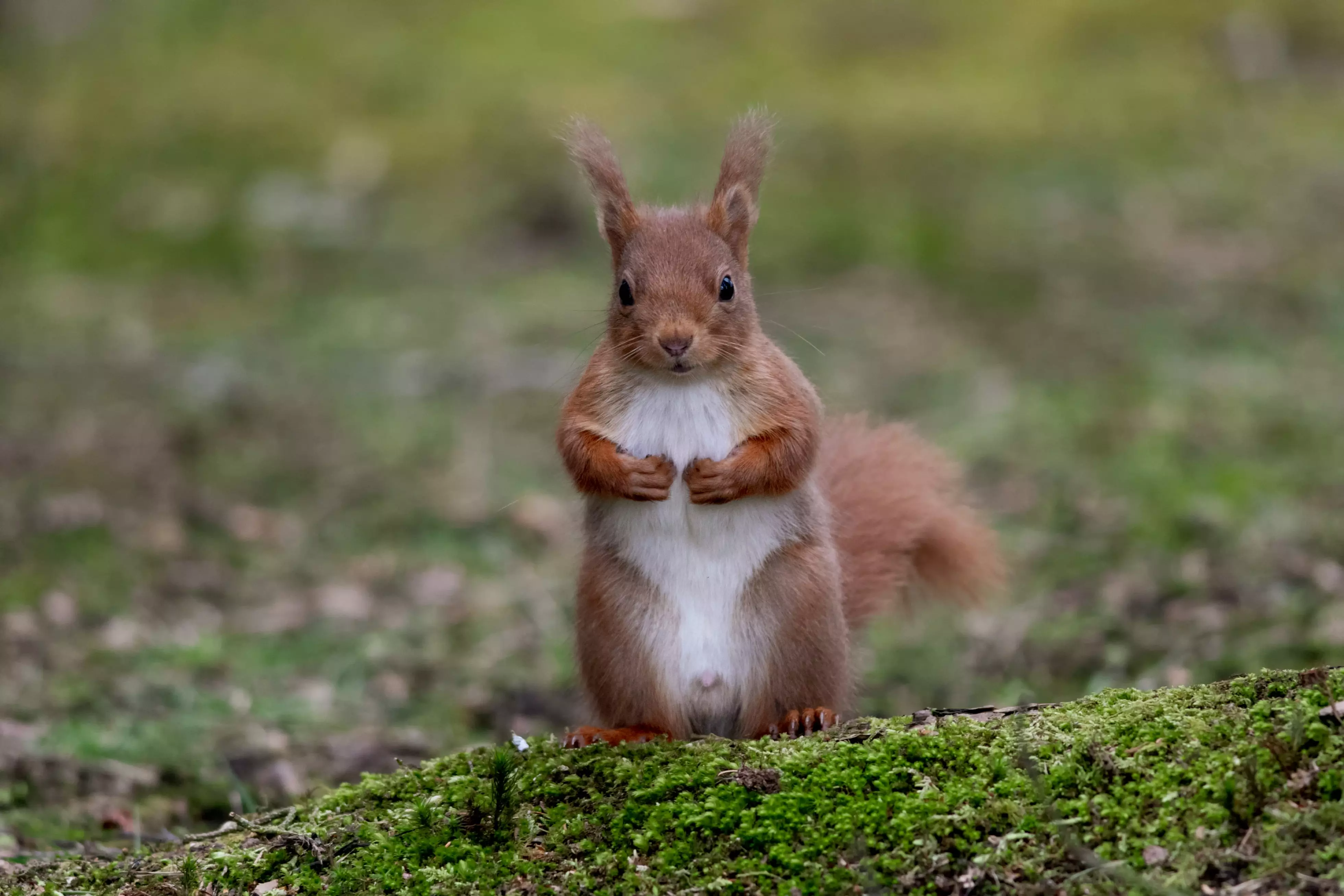 Red Squirrel sitting up on back legs looking towards camera