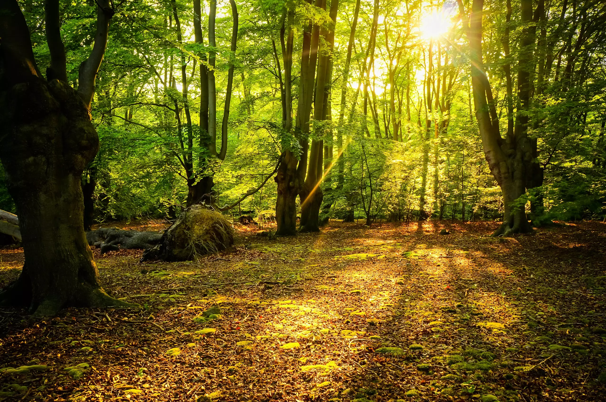 Sunlight with lens flare breaking through branches of trees in Epping Forest