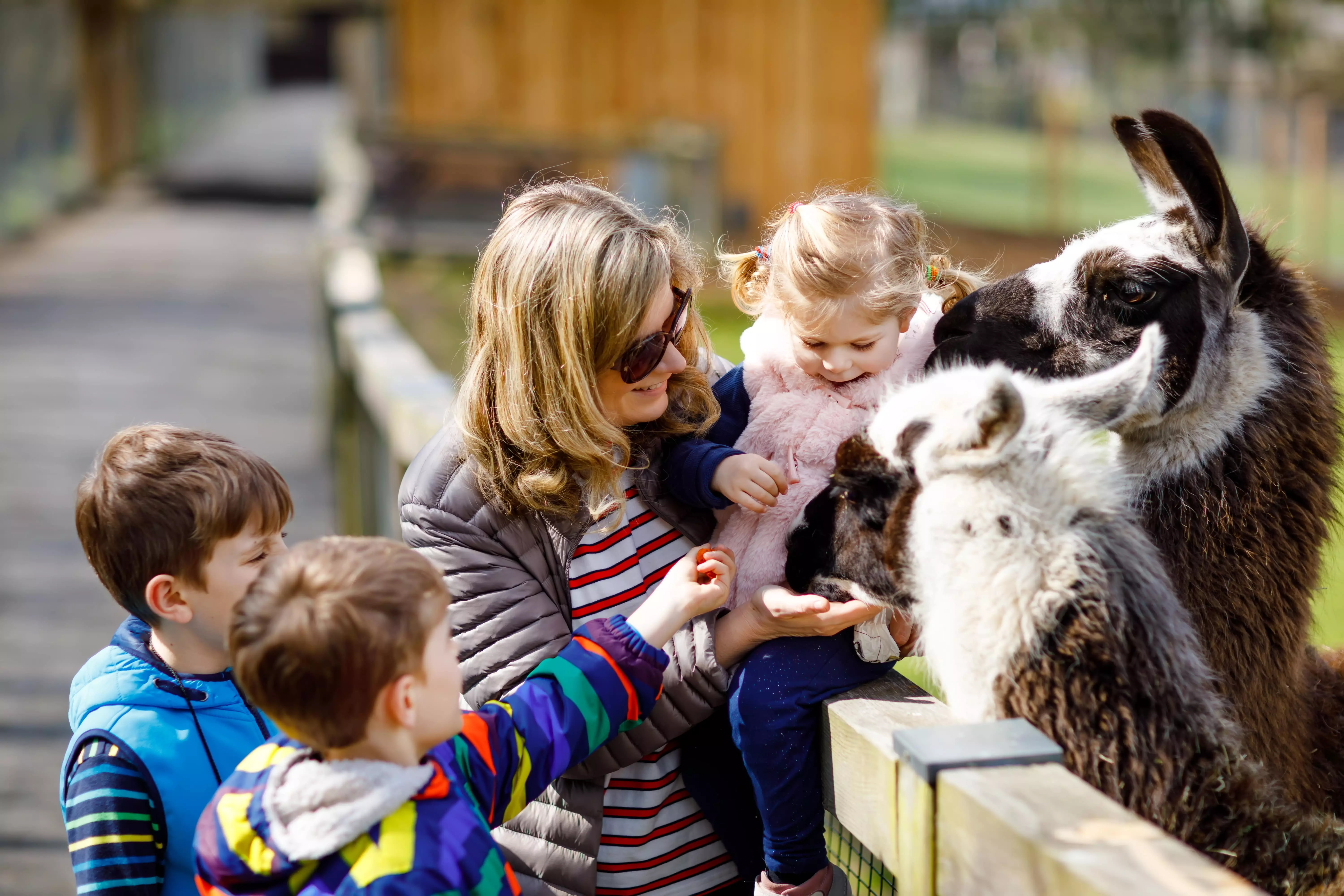 A parent and three children feeding alpaca's on a alpaca farm. 