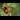 A red squirrel sitting on a tree trunk against a backdrop of green foliage.