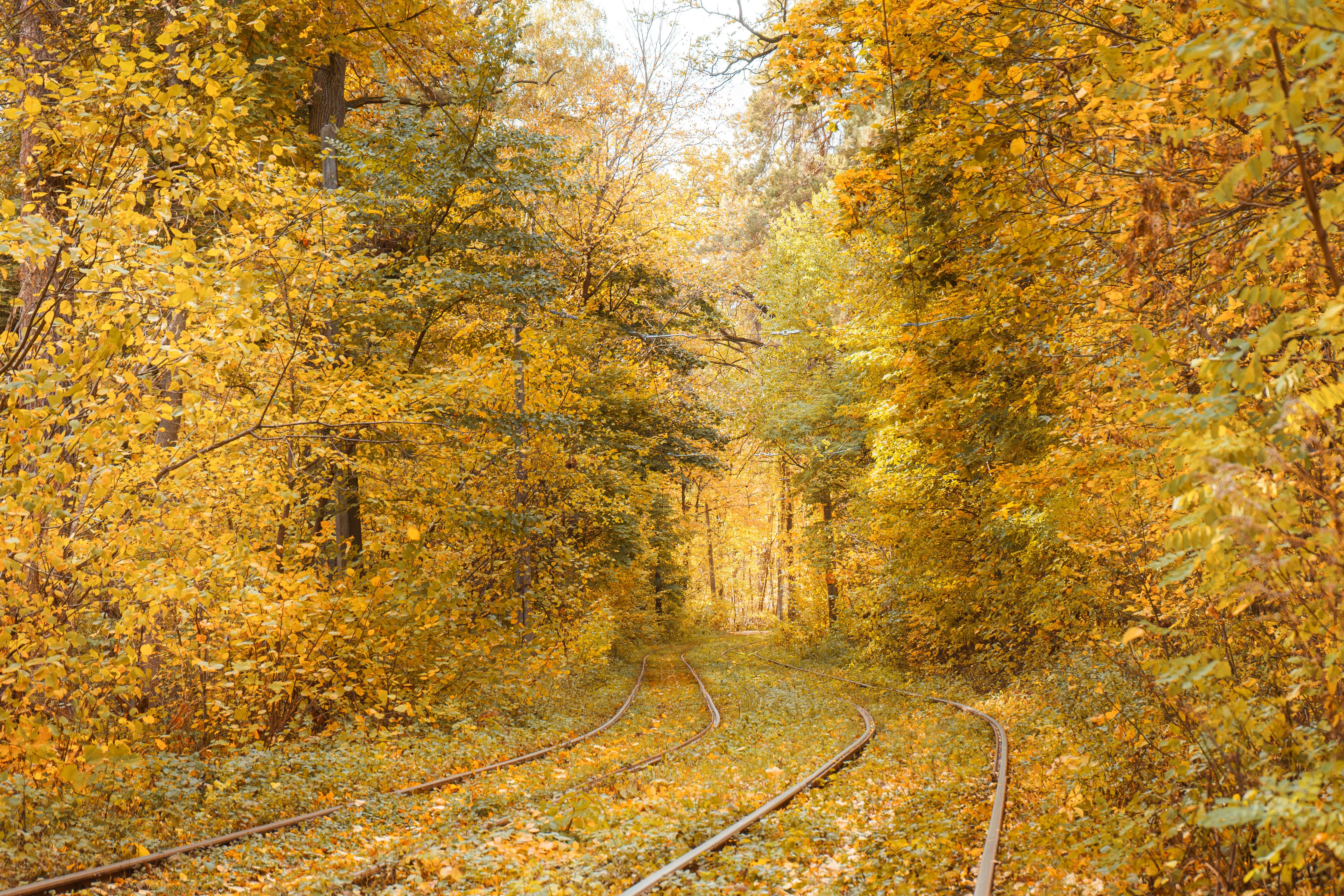 Eco-Friendly Transportation: A serene, autumnal woodland with train tracks running along the ground.