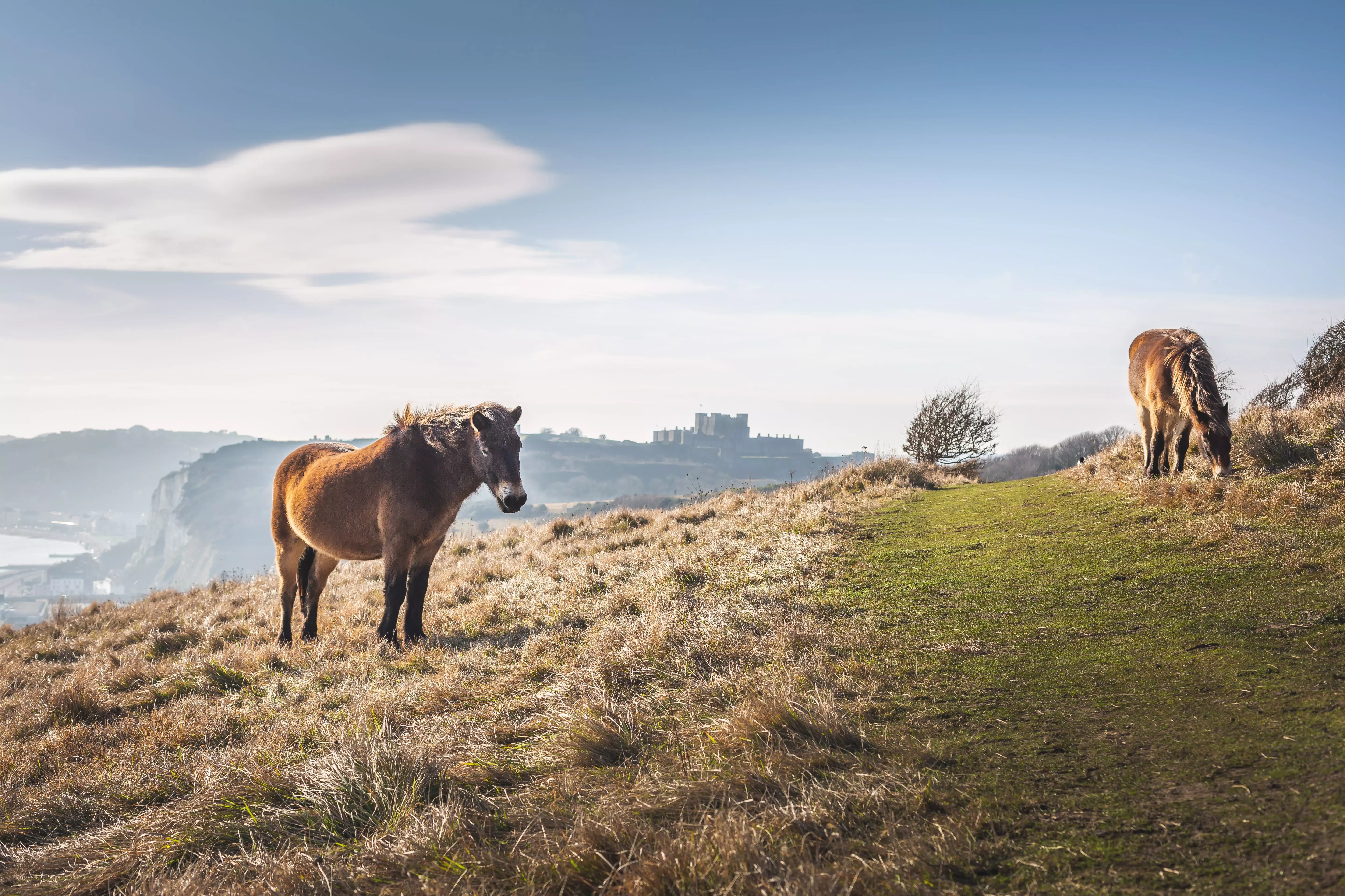 Exmoor Wild horse on the top of the hill, with Dover Castle in the background.