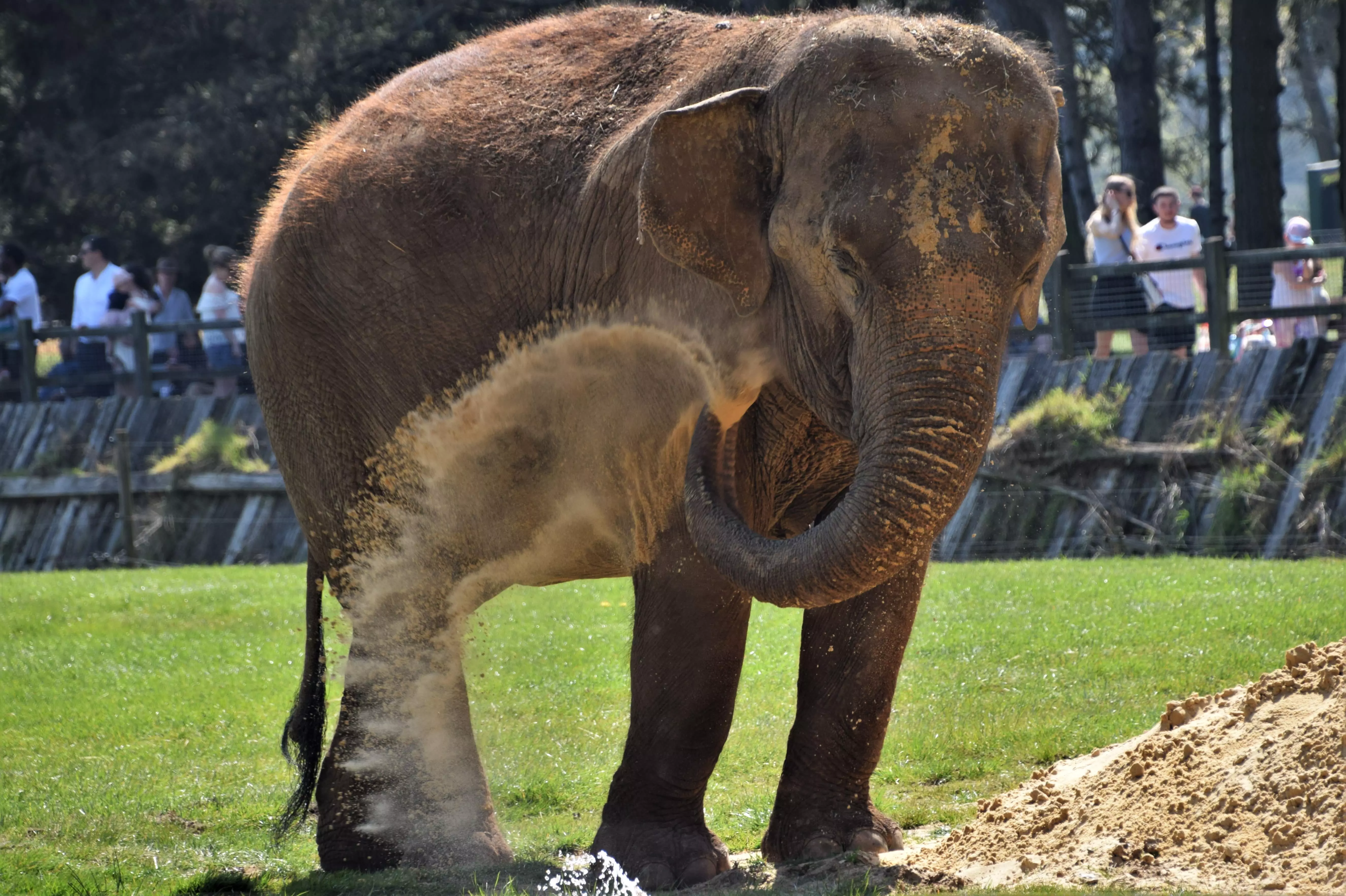 An elephant cleans itself at Whipsnade Zoo.