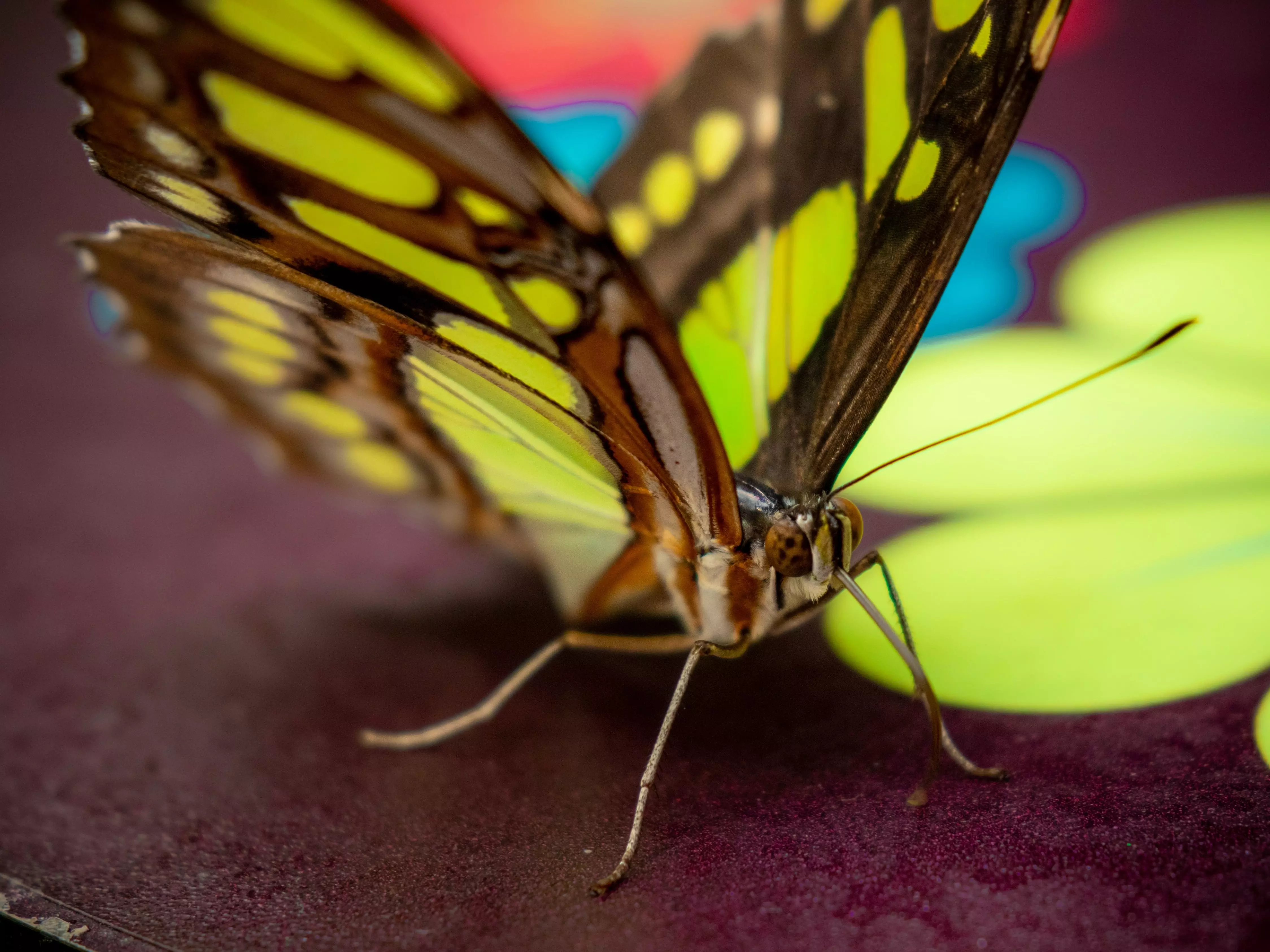 A close up of a rare butterfly living at Whipsnade Zoo.