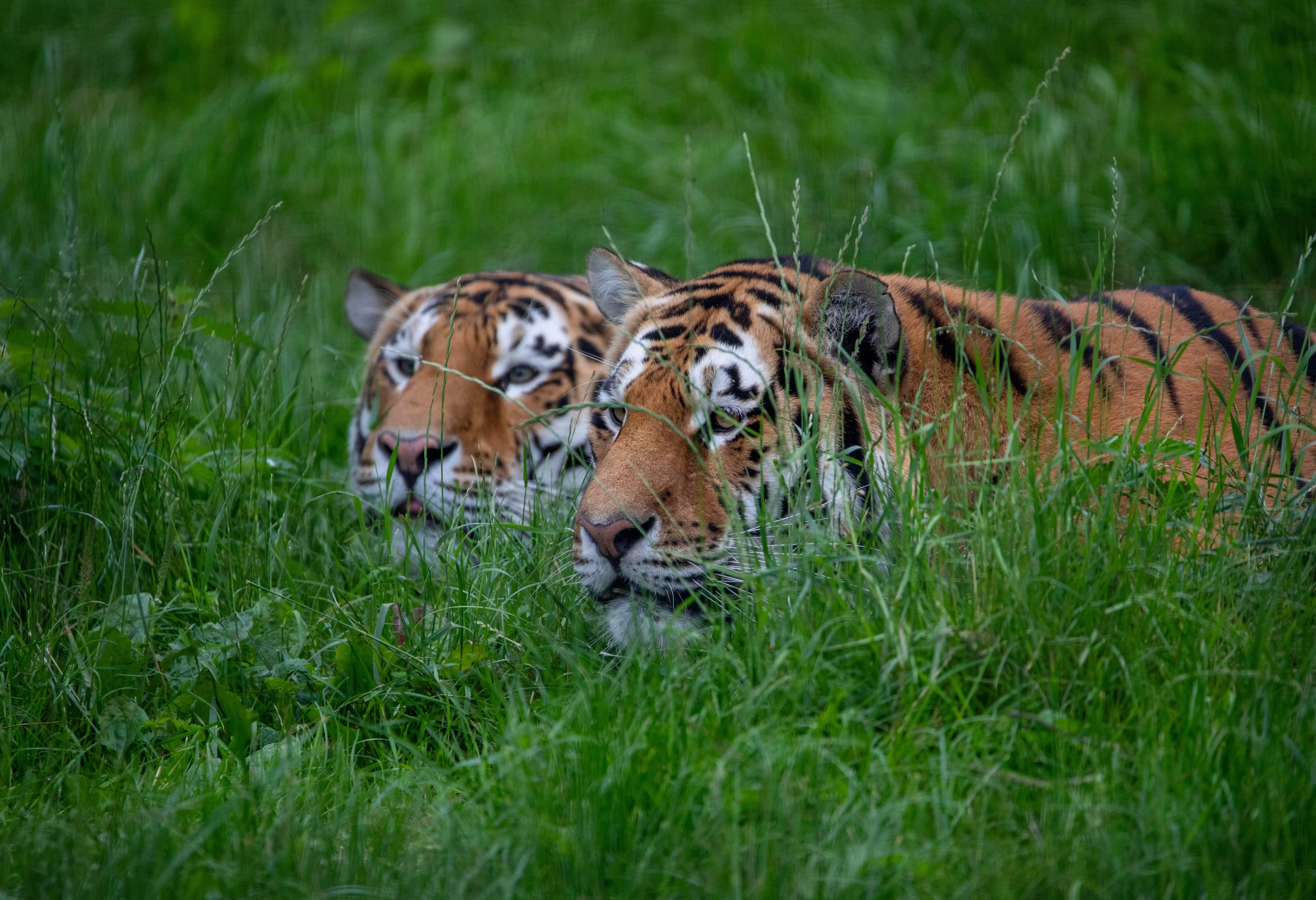 Two tigers look out from the grass at Whipsnade Zoo.