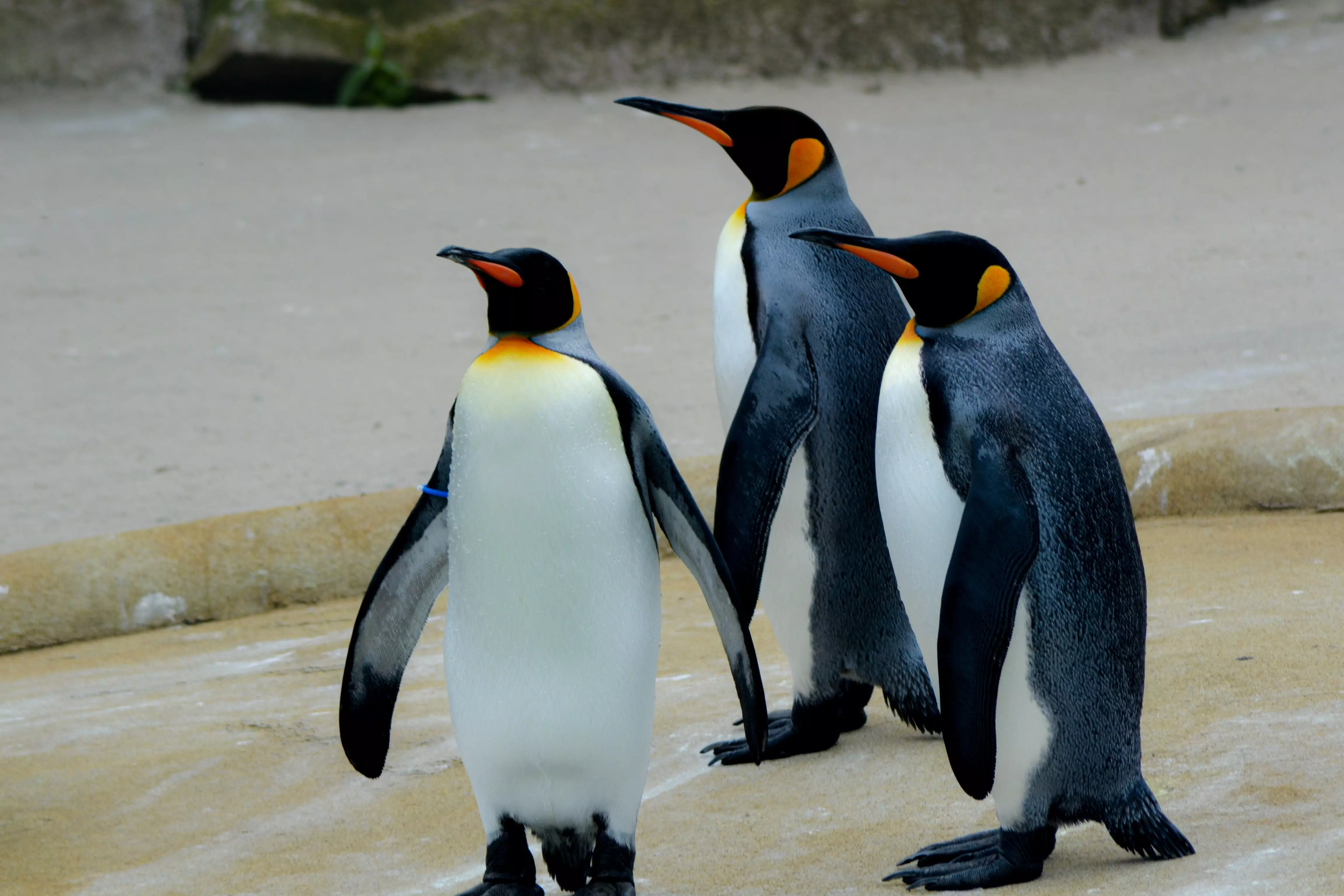 Three king penguins standing side by side in Edinburgh Zoo.