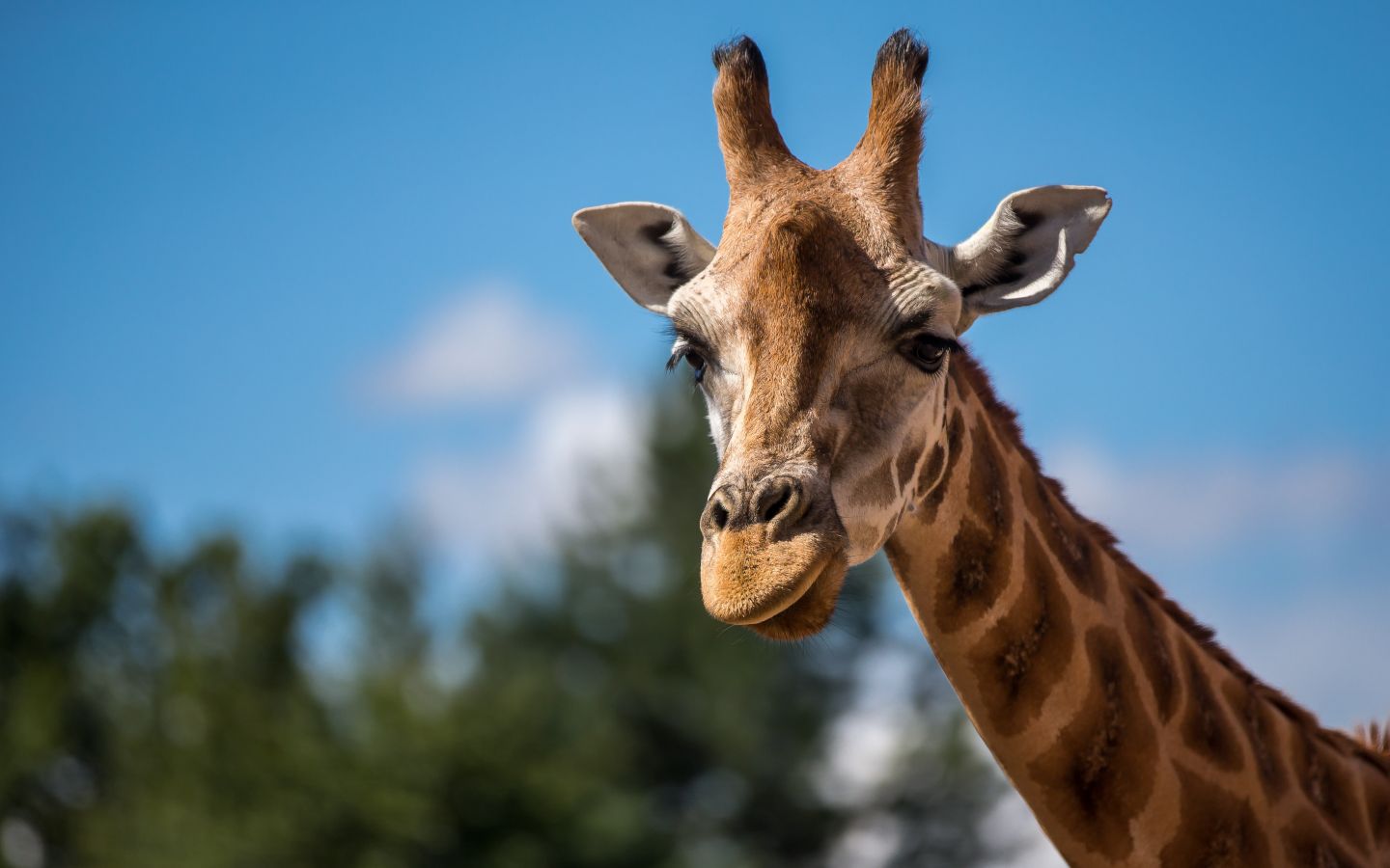 Giraffe at Chester Zoo