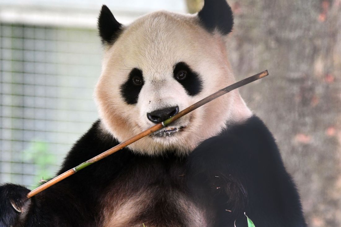 Edinburgh Zoo